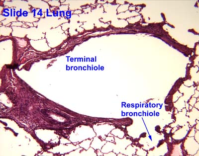 Terminal Bronchiole Histology